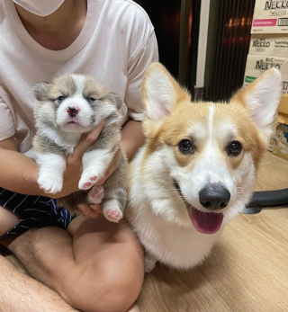 Illustration de l'article : 20 photos de chiennes qui découvrent les joies de la maternité