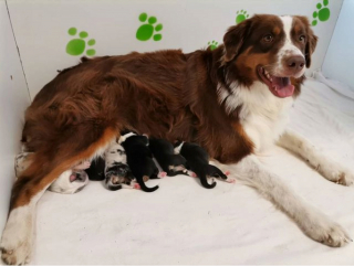 Illustration de l'article : 20 photos de chiennes qui découvrent les joies de la maternité