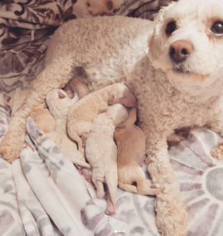 Illustration de l'article : 20 photos de chiennes qui découvrent les joies de la maternité