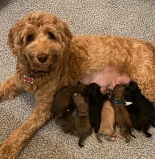 Illustration de l'article : 20 photos de chiennes qui découvrent les joies de la maternité