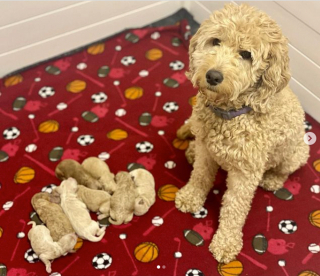 Illustration de l'article : 20 photos de chiennes qui découvrent les joies de la maternité