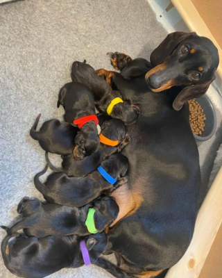 Illustration de l'article : 20 photos de chiennes qui découvrent les joies de la maternité