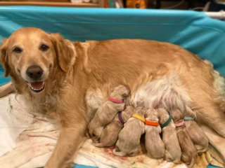 Illustration de l'article : 20 photos de chiennes qui découvrent les joies de la maternité