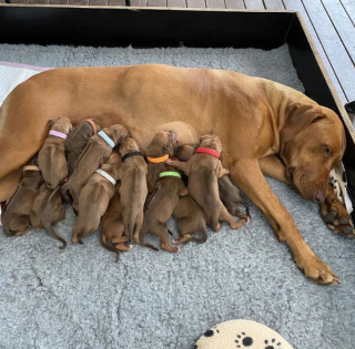 Illustration de l'article : 20 photos de chiennes qui découvrent les joies de la maternité