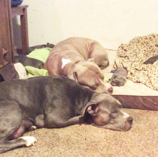 Illustration de l'article : 20 photos de chiennes qui découvrent les joies de la maternité