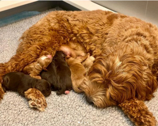 Illustration de l'article : 20 photos de chiennes qui découvrent les joies de la maternité