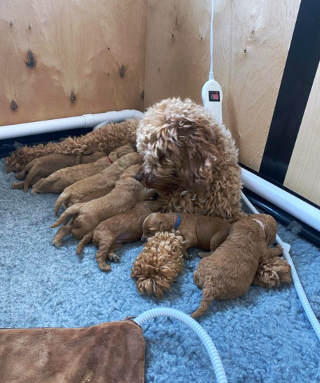 Illustration de l'article : 20 photos de chiennes qui découvrent les joies de la maternité