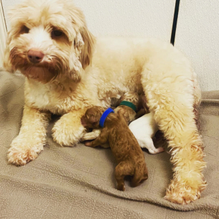 Illustration de l'article : 20 photos de chiennes qui découvrent les joies de la maternité