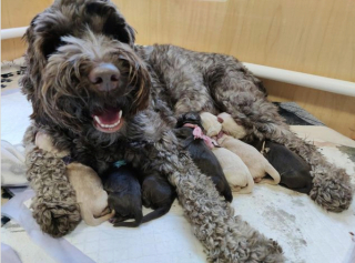 Illustration de l'article : 20 photos de chiennes qui découvrent les joies de la maternité