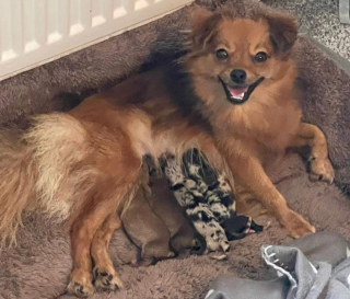 Illustration de l'article : 20 photos de chiennes qui découvrent les joies de la maternité