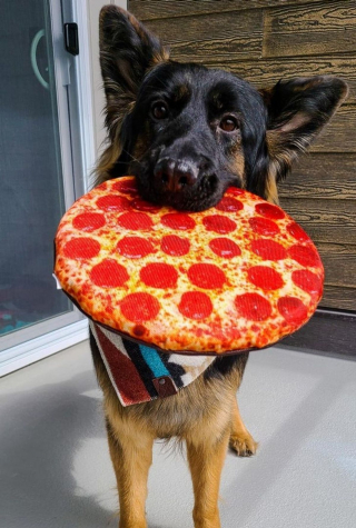 Illustration de l'article : 16 photos de chats et de chiens qui gardent leurs jouets comme des trésors