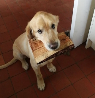 Illustration de l'article : 16 photos de chats et de chiens qui gardent leurs jouets comme des trésors