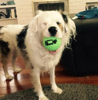 Illustration de l'article : 16 photos de chats et de chiens qui gardent leurs jouets comme des trésors