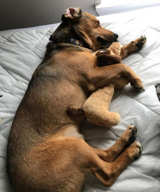 Illustration de l'article : 16 photos de chats et de chiens qui gardent leurs jouets comme des trésors