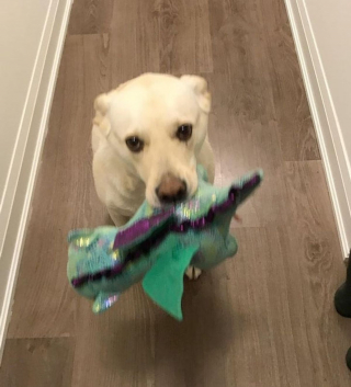 Illustration de l'article : 16 photos de chats et de chiens qui gardent leurs jouets comme des trésors