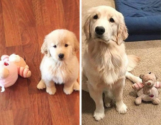 Illustration de l'article : 16 photos de chats et de chiens qui gardent leurs jouets comme des trésors