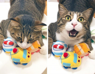 Illustration de l'article : 16 photos de chats et de chiens qui gardent leurs jouets comme des trésors