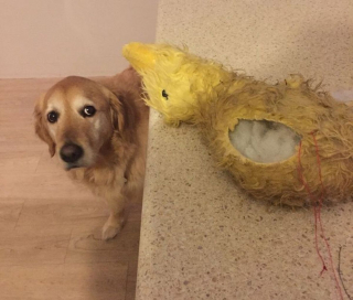 Illustration de l'article : 16 photos de chats et de chiens qui gardent leurs jouets comme des trésors