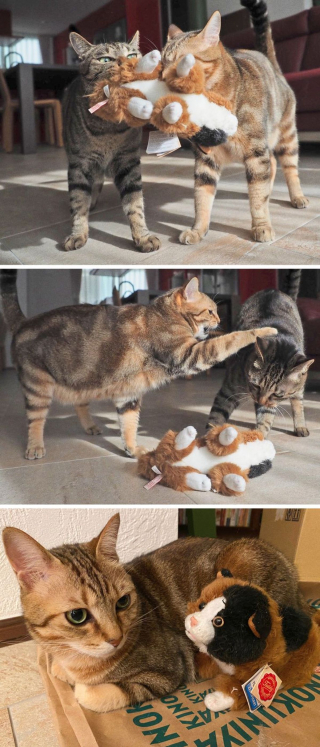 Illustration de l'article : 16 photos de chats et de chiens qui gardent leurs jouets comme des trésors