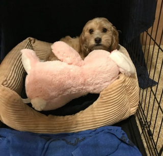 Illustration de l'article : 16 photos de chats et de chiens qui gardent leurs jouets comme des trésors