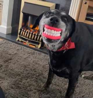 Illustration de l'article : 16 photos de chats et de chiens qui gardent leurs jouets comme des trésors