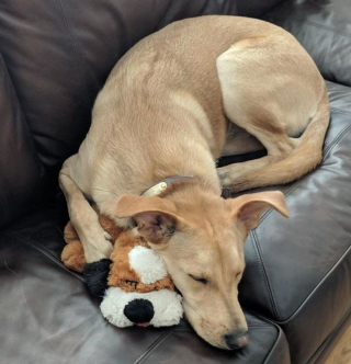 Illustration de l'article : 16 photos de chats et de chiens qui gardent leurs jouets comme des trésors