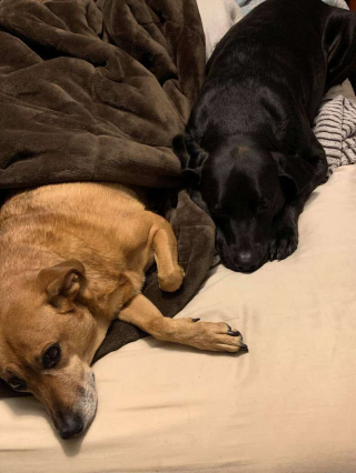 Illustration de l'article : En ami fidèle, ce Labrador Retriever a trouvé le moyen d'apaiser une chienne anxieuse en voiture