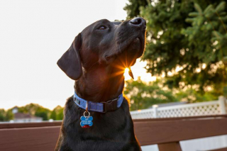 Illustration de l'article : En ami fidèle, ce Labrador Retriever a trouvé le moyen d'apaiser une chienne anxieuse en voiture