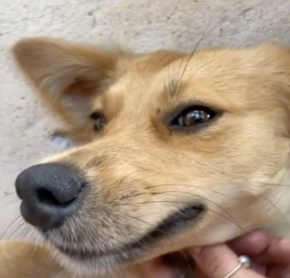 Illustration de l'article : En vacances, elle ressent un coup de foudre pour une chienne errante et fait tout pour la rapatrier (vidéo)