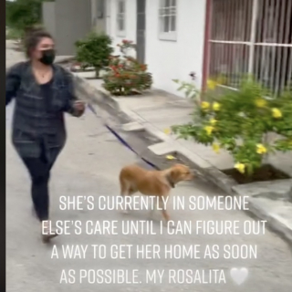 Illustration de l'article : En vacances, elle ressent un coup de foudre pour une chienne errante et fait tout pour la rapatrier (vidéo)