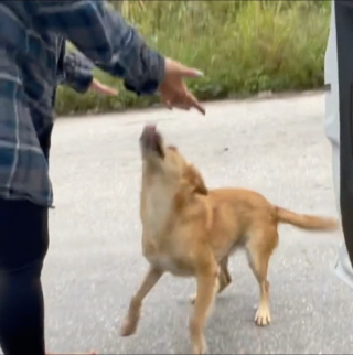 Illustration de l'article : En vacances, elle ressent un coup de foudre pour une chienne errante et fait tout pour la rapatrier (vidéo)