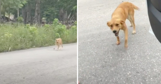 Illustration de l'article : En vacances, elle ressent un coup de foudre pour une chienne errante et fait tout pour la rapatrier (vidéo)
