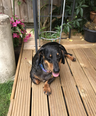 Illustration de l'article : Utilisé pour la reproduction puis destiné au commerce de la viande, ce Teckel a enfin trouvé la paix