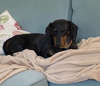 Illustration de l'article : Utilisé pour la reproduction puis destiné au commerce de la viande, ce Teckel a enfin trouvé la paix