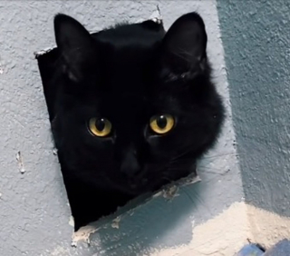 Illustration de l'article : La mystérieuse histoire d'un chat qui disparaît pendant des travaux et se retrouve coincé derrière un mur (vidéo)