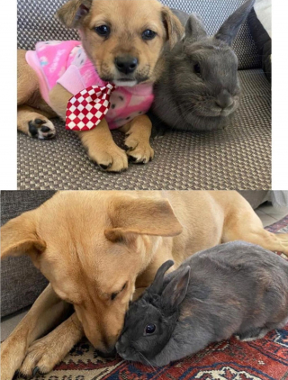 Illustration de l'article : Une chienne de refuge et un lapin ne se sont jamais séparés depuis leur première rencontre