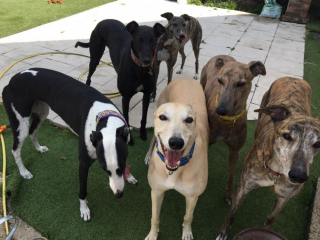 Illustration de l'article : Après avoir affronté des épreuves difficiles, ce Lévrier négligé découvre le sens de l'amour