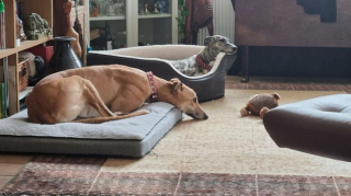 Illustration de l'article : Après avoir affronté des épreuves difficiles, ce Lévrier négligé découvre le sens de l'amour