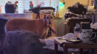 Illustration de l'article : Après avoir affronté des épreuves difficiles, ce Lévrier négligé découvre le sens de l'amour