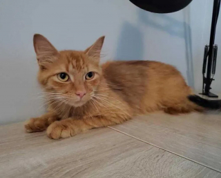 Illustration de l'article : Ils ouvrent la porte de leur maison à une chatte errante, mais s'aperçoivent le lendemain qu'elle n'est pas seule !