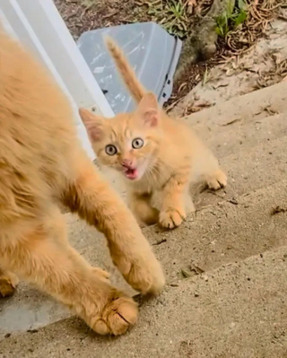Illustration de l'article : Ils ouvrent la porte de leur maison à une chatte errante, mais s'aperçoivent le lendemain qu'elle n'est pas seule !