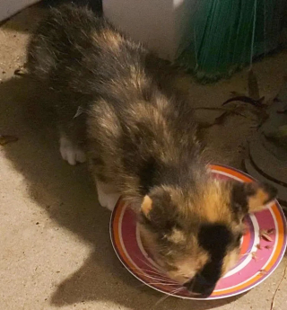 Illustration de l'article : Ils ouvrent la porte de leur maison à une chatte errante, mais s'aperçoivent le lendemain qu'elle n'est pas seule !