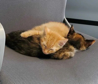 Illustration de l'article : Ils ouvrent la porte de leur maison à une chatte errante, mais s'aperçoivent le lendemain qu'elle n'est pas seule !