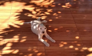 Illustration de l'article : Un automobiliste jette un sac contenant un chiot dans les broussailles sous le regard choqué de cyclistes (vidéo)