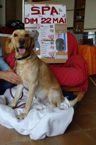 Illustration de l'article : Abandonn&eacute;, affam&eacute; et malade, ce chien entame un nouveau chapitre de sa vie en tant que mascotte d'un quartier