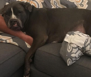 Illustration de l'article : Une Pitbull avec la mâchoire déformée trouve le véritable amour après 3 abandons