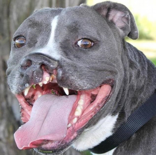 Illustration de l'article : Une Pitbull avec la mâchoire déformée trouve le véritable amour après 3 abandons