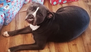 Illustration de l'article : Une Pitbull avec la mâchoire déformée trouve le véritable amour après 3 abandons