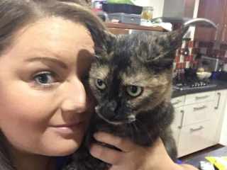 Illustration de l'article : En voulant chasser un oiseau, cette chatte rentre avec la langue mutilée et finit aux urgences