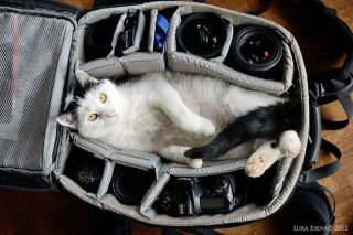 Illustration de l'article : 17 photos de chats et de chiens qui investissent vos bagages pour partir en vacances